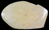 Free-Standing Polished Fossil Coral (Actinocyathus) Display #69366-1